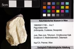 Foto (Objket + Etiketten) von Paguroidea indet. 